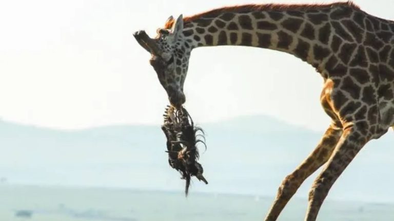 79f0c8d1d103f10542d1c34f833912c6