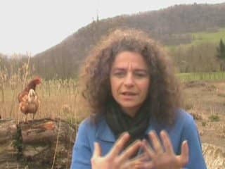 Daily Motion nids de poules Entretien avec Poules Guillon