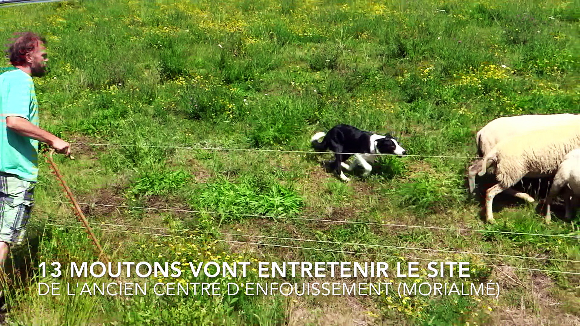 Dailymotion Florennes: des moutons pour entretenir le site de l'ancienne décharge