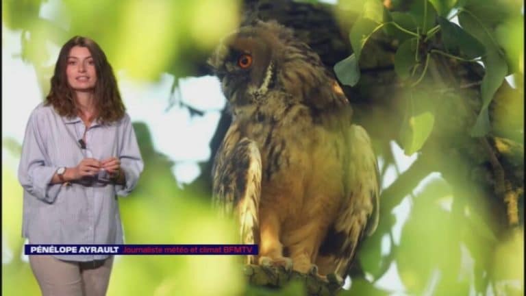nids de poules LES NUITS DE LA CHOUETTE Le hibou moyen duc 1024x576 1