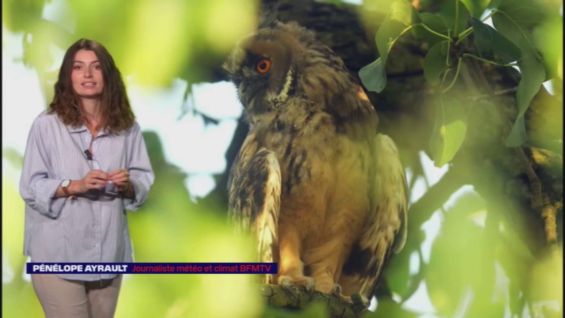 Dailymotion LES NUITS DE LA CHOUETTE - Le hibou moyen-duc, un squatteur de nids